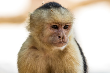 Capuchin monkey (Cebus)