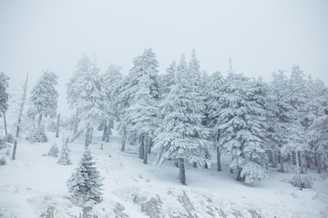 Mountain winter landscape. Beautiful nature and panoramic trees, in mountains.