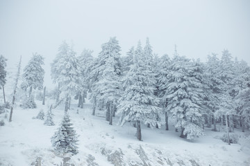 Fototapeta na wymiar Mountain winter landscape. Beautiful nature and panoramic trees, in mountains.