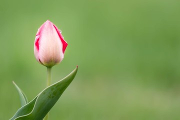 Fototapeta premium pink tulip on green background