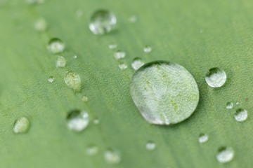 water drops on leaf
