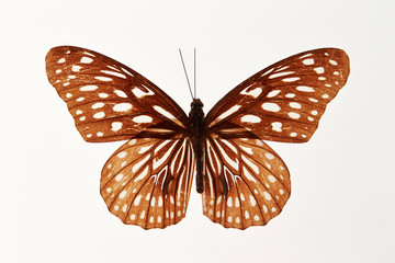 Butterfly specimen on white background 