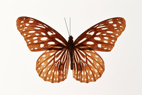 Fototapeta Butterfly specimen on white background 