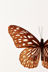 Butterfly specimen on white background 