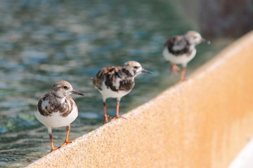 ducks in water