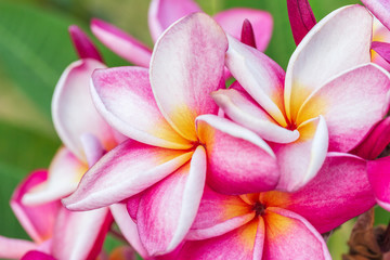 Closeup pink frangipani flowers or plumeria flowers, Beautiful blossom tropical tree