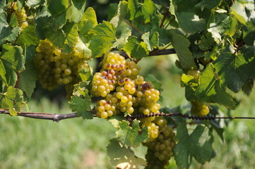 Green Grapes ny