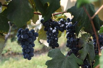 purple grapes