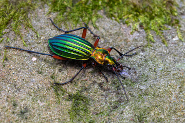 a ground beetle - Carabus auronitens