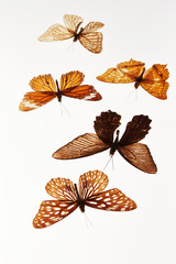 Obraz premium Butterfly specimen on white background 