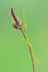 Fototapeta premium walking stick observed near Santa Susanna, Spain