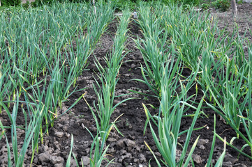 Garlic grows in the open ground