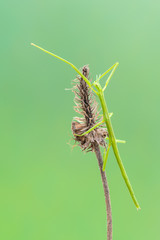 walking stick observed near Santa Susanna, Spain