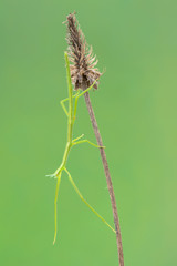 walking stick observed near Santa Susanna, Spain