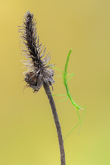 walking stick observed near Santa Susanna, Spain