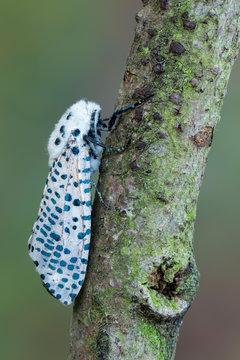 a butterfly called Leopard Moth (Zeuzera pyrina)