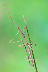 walking stick observed near Santa Susanna, Spain