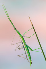 walking stick observed near Santa Susanna, Spain