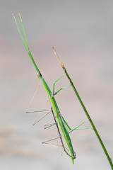 walking stick observed near Santa Susanna, Spain