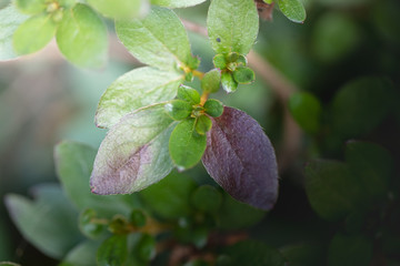 green leafs