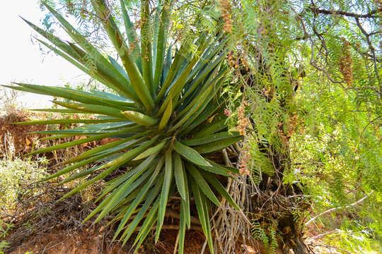 maguey en el &aacute;rbol