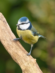 Blue Tit (Cyanistes caeruleus)