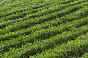 Tea crop plantation. Terraced field.