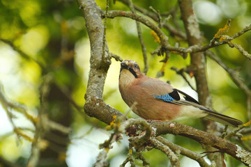Ein Eichelhäher sitzt im Sommer abends auf einem abgestorbenen Ast, Garrulus glandarius
