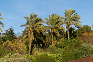 Fototapeta na wymiar Image of palm trees moved by the wind, in a botanical garden, during spring