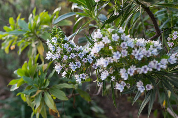 Image of a bouquet of white flowers, in a botanical garden, during spring