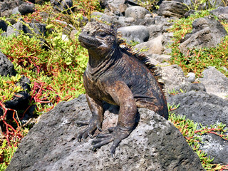 iguana of galapagos