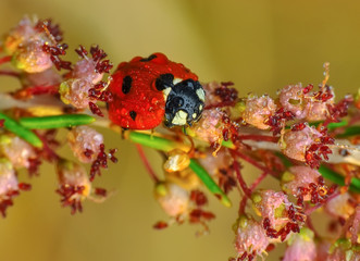 Beautiful ladybug on leaf defocused background