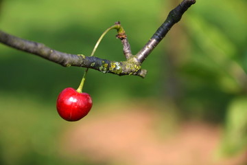 Red ripe cherries on branch of cherry tree with green nature leaves fuzzy background out of focus