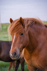 Fototapeta premium Icelandic Horses in Iceland