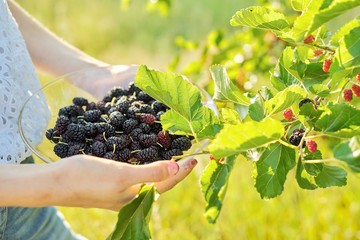 Woman hand holding ripe berries mulberries, garden with mulberry tree