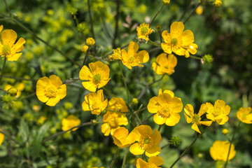 Butterblume
