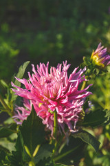 close up picture of pink chrysanthemum in the garden with green leaves 