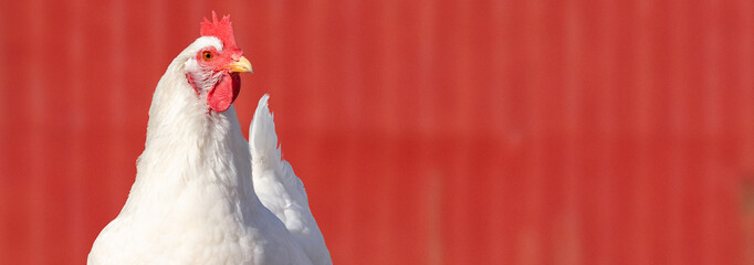 A close up of an adult (Rhode Island White) hen chicken against a red barn - Powered by Adobe