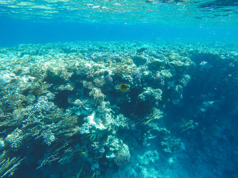 Coral reef in Red sea. Underwater life in Egypt. Small fishes and corals in blue sea. Memory card from vacation. Close up pictures of underwater beauty.