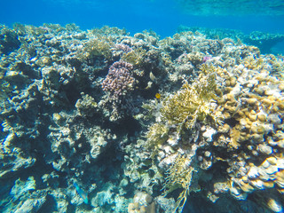 Naklejka na ściany i meble Coral reef in Red sea. Underwater life in Egypt. Small fishes and corals in blue sea. Memory card from vacation. Close up pictures of underwater beauty.