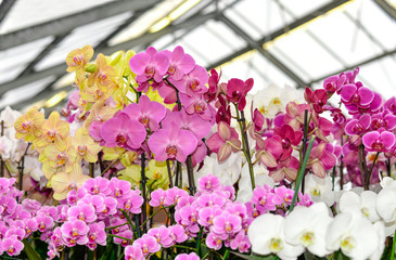 Cultivation of various types of orchids in a greenhouse. Phalaenopsis orchid or Moth dendrobium...