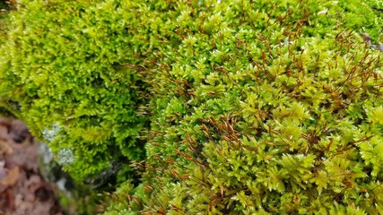 Moss growing in winter in macro view