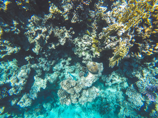 Coral reef in Red sea. Underwater life in Egypt. Small fishes and corals in blue sea. Memory card from vacation. Close up pictures of underwater beauty.