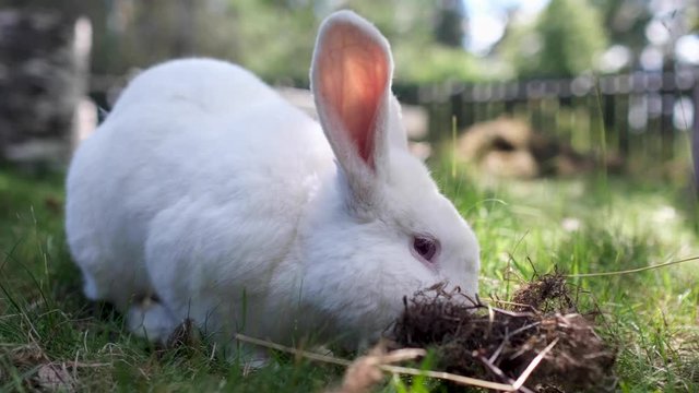 White rabbit