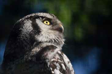 the wise look up