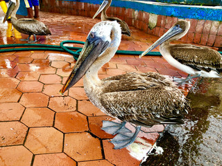pelicans of puerto ayora's marketplace in galapagos