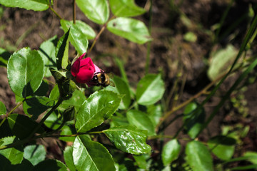 Close-up of green pink rose unblown bud and an bee drinking water from the dew drop on a background of leaves. Small bumblebee creep on young flower in macro. Insect is crawling and drinking nectar