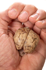 Small brain inside human hand, closeup view