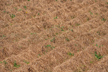 Dry tiger nut field with furrows ready for recollection