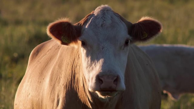 Closeup of a cow outside